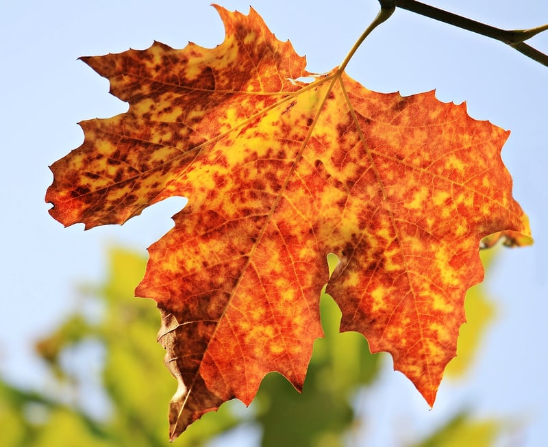 Fall Gardening