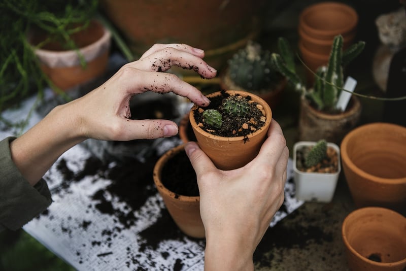 Summer Gardening