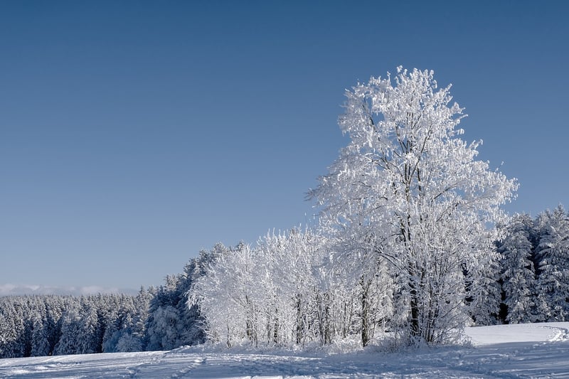 Winter Gardening
